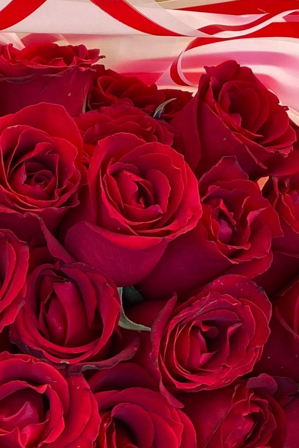 Buquê de rosas vermelhas embrulhado em papel branco com listras vermelhas